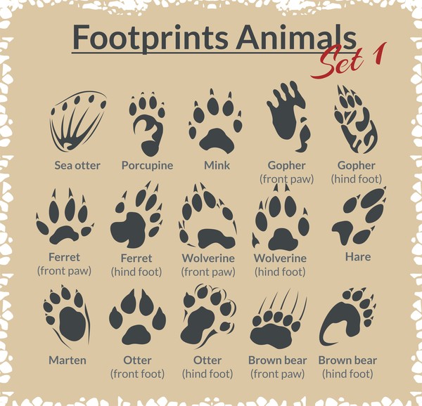 Animal Footprints Design-Set-Vektor 04 tier Fußabdrücke   