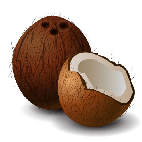 Vecteur d’illustration réaliste de noix de coco réaliste noix de coco illustration   