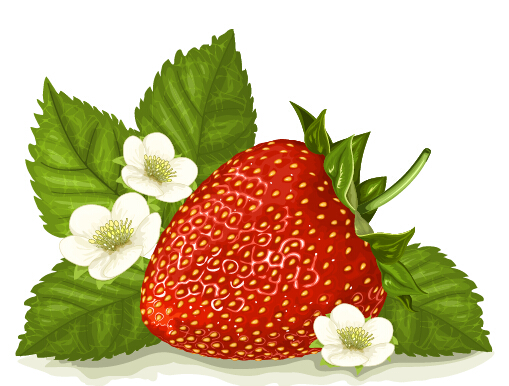 Erdbeere mit weißem Blumenvektor Erdbeere Blume   