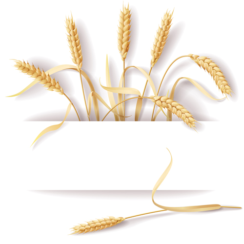 Weizen und weißes Hintergrundvektormaterial Weizen weiß material Hintergrundvektor Hintergrund   