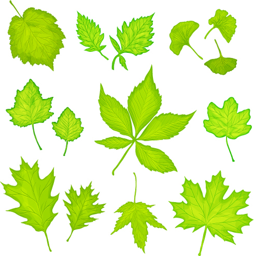 Feuilles d’érable et feuilles de Ginkgo vecteur ginkgo feuilles érable   