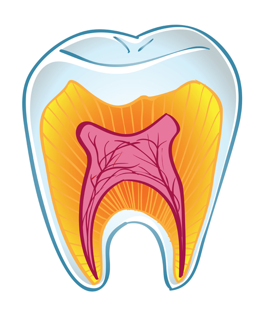 Zähne Abschnitt Struktur Vektormaterial Zähne Struktur Isoliert Abschnitt   