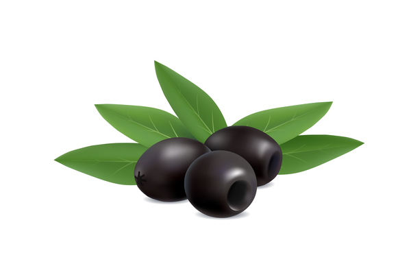 illustration des olives noires sur le vecteur de fond blanc olives Noir blanc   