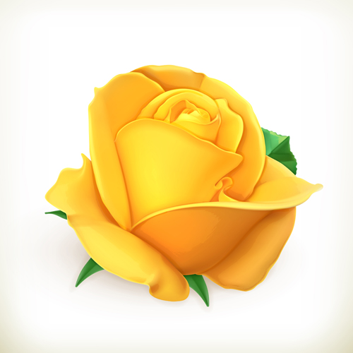 Gelber Rosenvektor rose gelb   