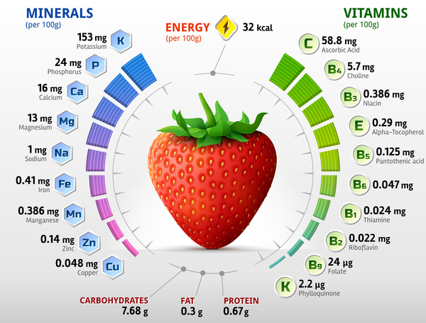 fraise vitamines infographies vecteur vitamines infographies fraises   