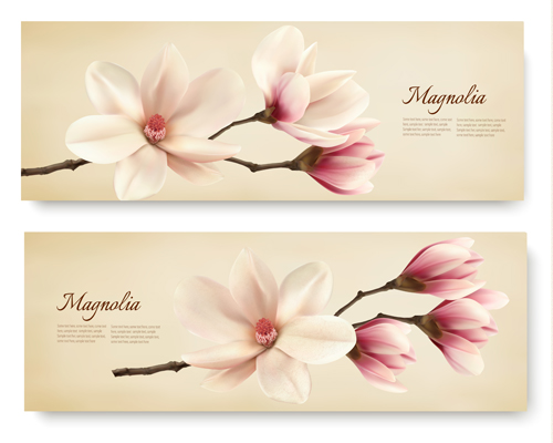 Weiße Magnolie mit Federbanner-Vektor weiß Magnolie Frühling banner   