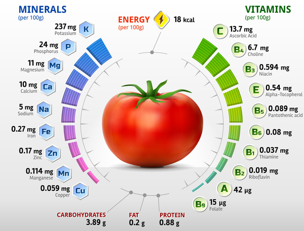tomate vitamines infographies vecteur vitamines tomate infographies   