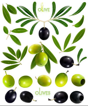 Graphismes vectoriels d’olives noires et d’olives vertes vert olive Noir   