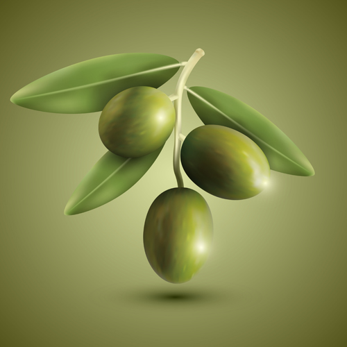 Grüne Oliven Vektormaterial Oliven grün   