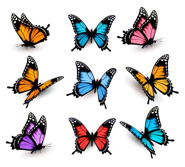 Set von bunten Schmetterlingen Vektormaterial 11 Schmetterlinge Bunt   