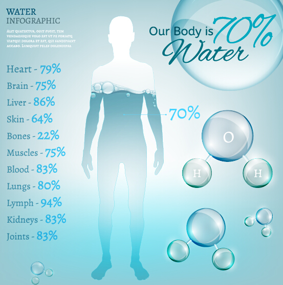 Wasser im menschlichen Körper Infografiektor 04 Wasser Mensch Körper Infografik   