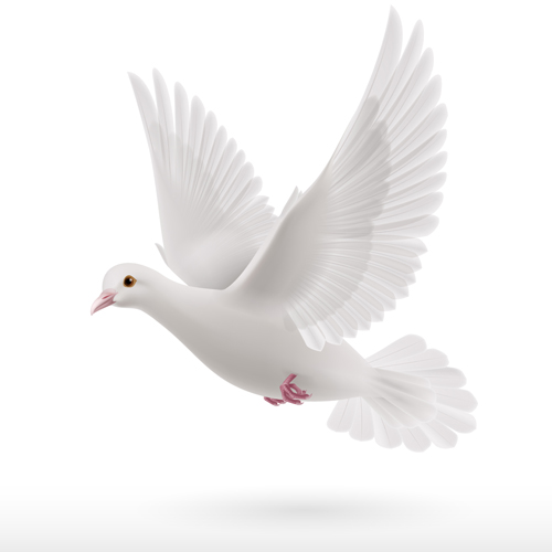 Conception vectorielle réaliste de Pigeon blanc 04 réaliste pigeon blanc   