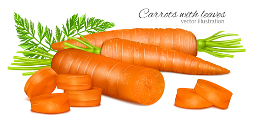 Karotten mit Blättervektor Karotten Blätter   