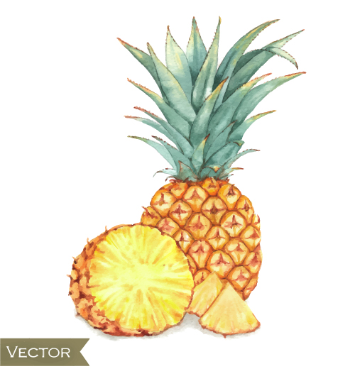 Aquarell Ananas gezeichnet Vektor gezeichnet Aquarell ananas   