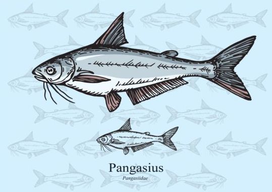 Pangasius Fischvektor Pangasius Fisch   