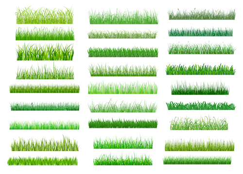 Federgras grenzt an Vektormaterial im Set 03 material Grenzen Gras Frühling   