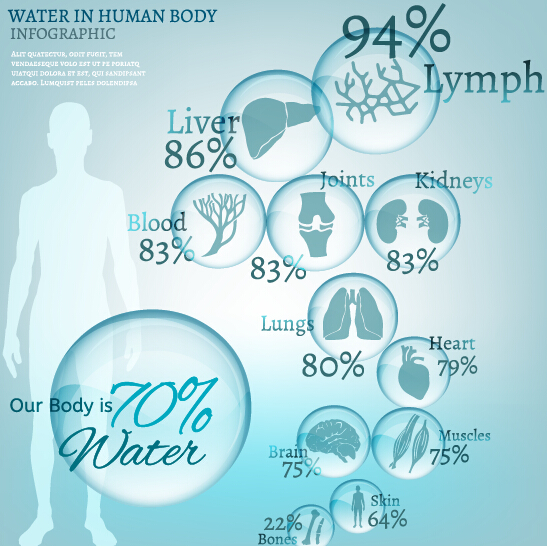 人間の体の水インフォグラフィックベクター02 身体 水 人間 インフォグラフィック   