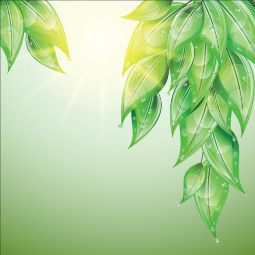 Grüne Blätter mit Wassertropf-Vektorhintergrund Wasser Tropfen Hintergrund grün Blätter   
