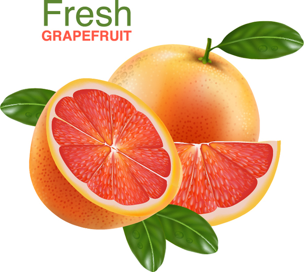 Realistisches Grapefruit-Vektormaterial 03 realistisch grapefruit   