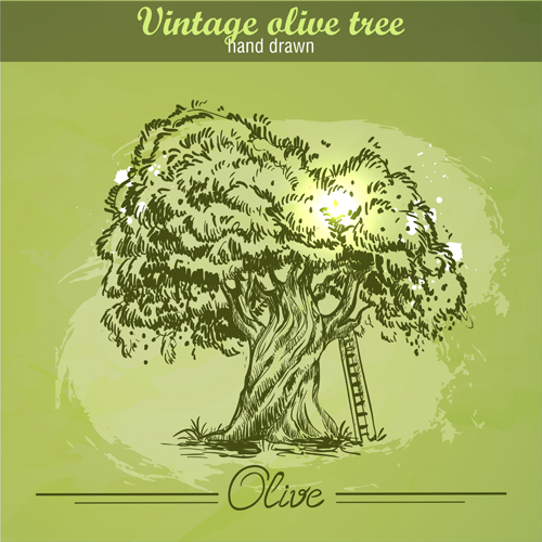 Vintage Olivenbaum handgezeichnet Vektor 02 Oliven Jahrgang hand gezeichnet Baum   