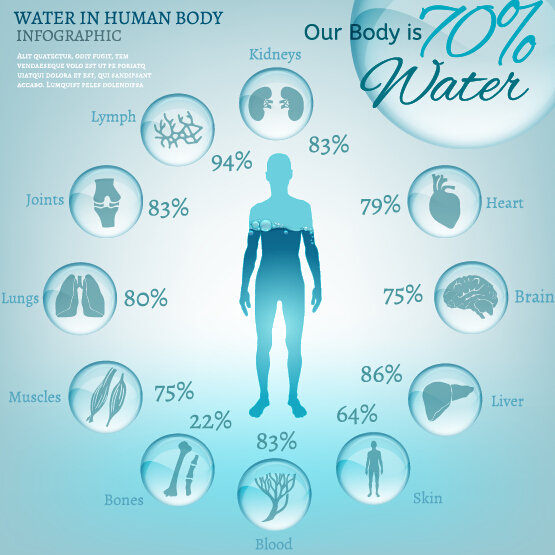 L’eau dans le corps humain vecteur infographique 01 infographie humain eau corps   