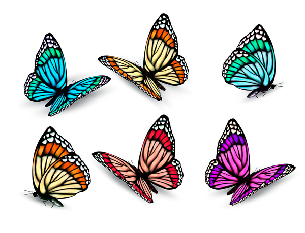 Ensemble de papillons colorés vecteur matériel 08 papillons coloré   