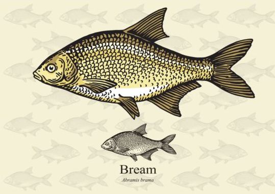 Vecteur de poisson de Bream fish Bram   