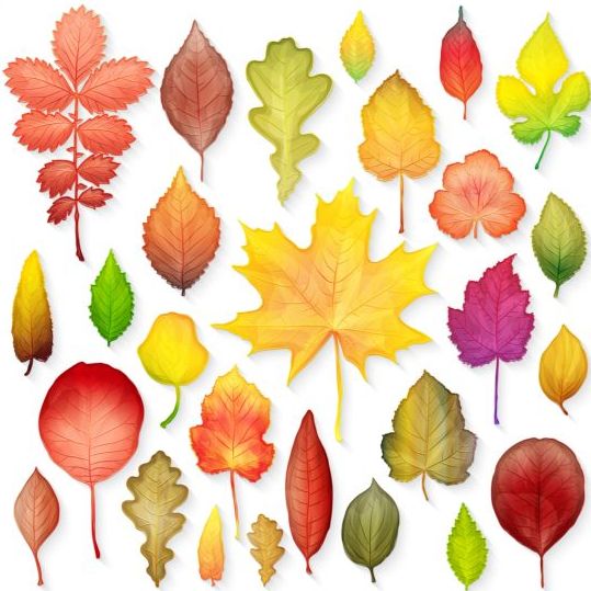 カラフルな秋の葉ベクトル05 葉 秋 カラフル   