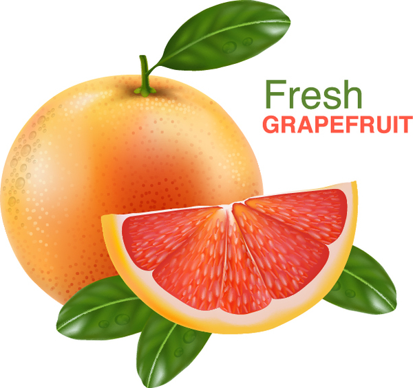Realistisches Grapefruit-Vektormaterial 02 realistisch grapefruit   