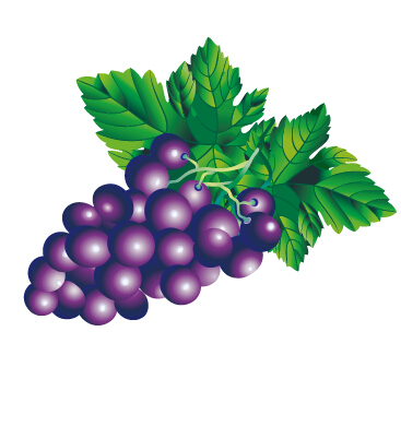 Raisins frais juteux Design vector set 01 raisins Juteux frais   