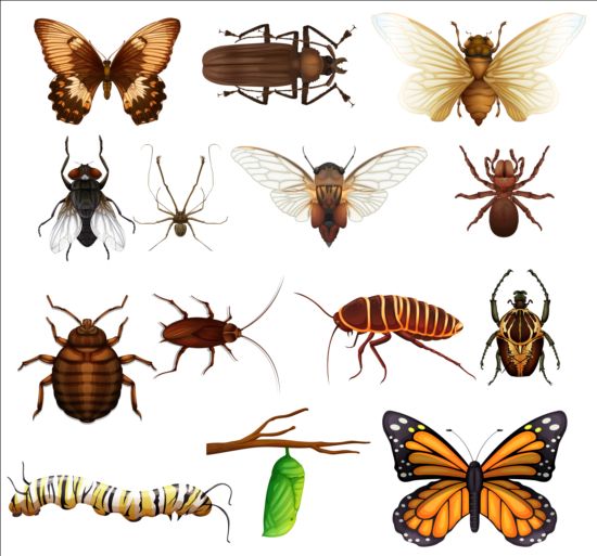 ベクター昆虫巨大コレクション08 昆虫 巨大な コレクション   