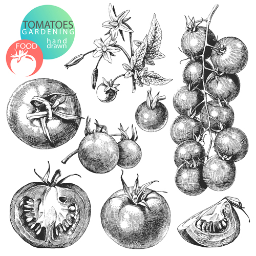 スケッチトマトデザインベクター素材 ベクター素材 トマト スケッチ   