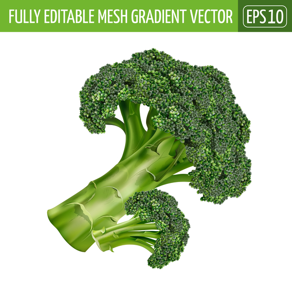 Brokkoli realistische Vektoren realistisch broccoli   