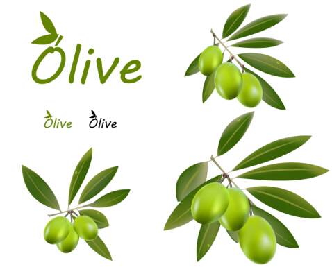Matériaux de conception de vecteur d’olives délicates 01 olive délicat   