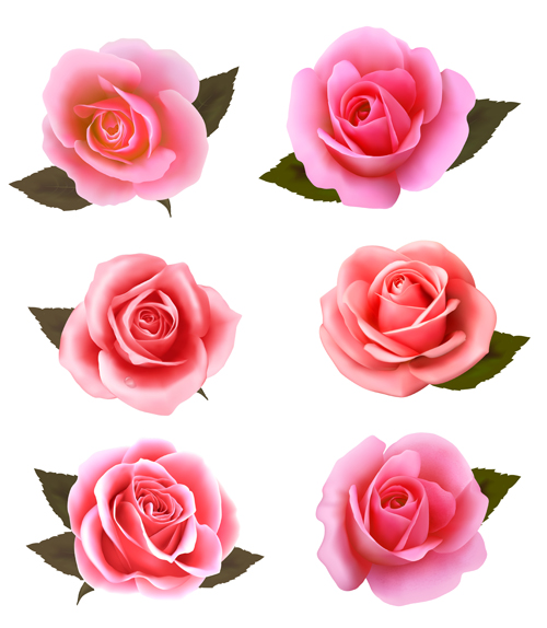 Matériau vectoriel rose réaliste de roses roses rose réaliste   