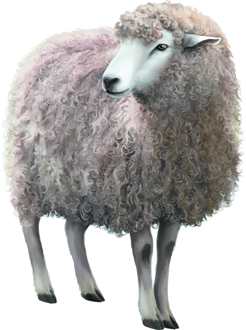 Realistisches Schaf-Vektormaterial Schafe Realismus material   