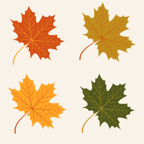 4種の秋の葉ベクトル材料 紅葉   