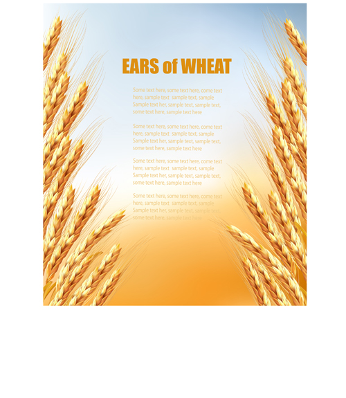 Hintergrundgrafik mit Goldenem Weizen-Vektor Weizen Vector-Hintergrund Hintergrund golden   