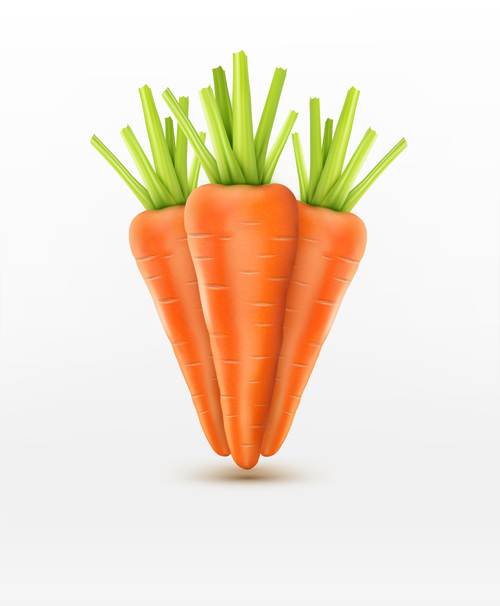Matériau vectoriel réaliste de carotte 01 réaliste carotte   