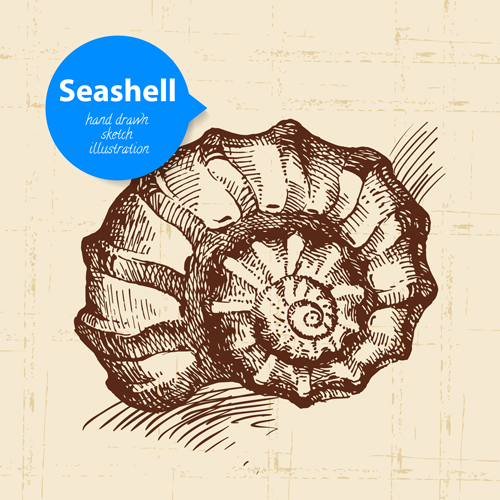 シーシェルのセット手描きベクトル材料13 貝殻 手描き   