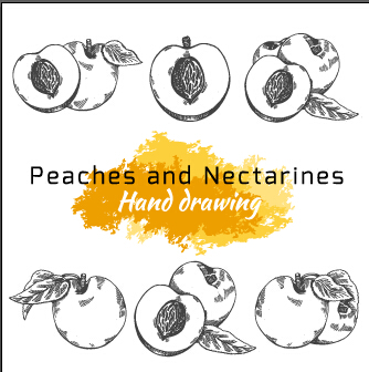 Main de dessin de Pêches et de nectarines vecteur Pêches nectarines Dessin à la main Dessin   