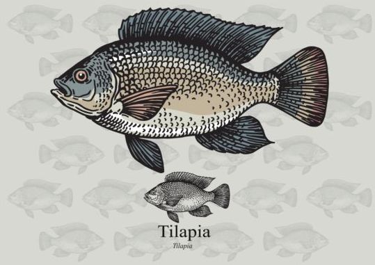 ティラピアフィッシュベクター 魚 ティラピア   
