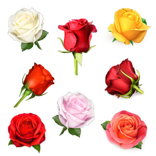 Vecteurs de conception de roses colorées roses design coloré   