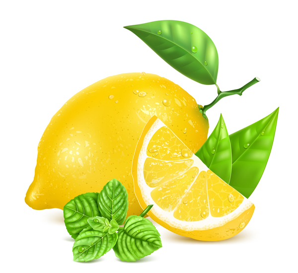 Frische Zitronenvektorillustration 06 lemon fresh   