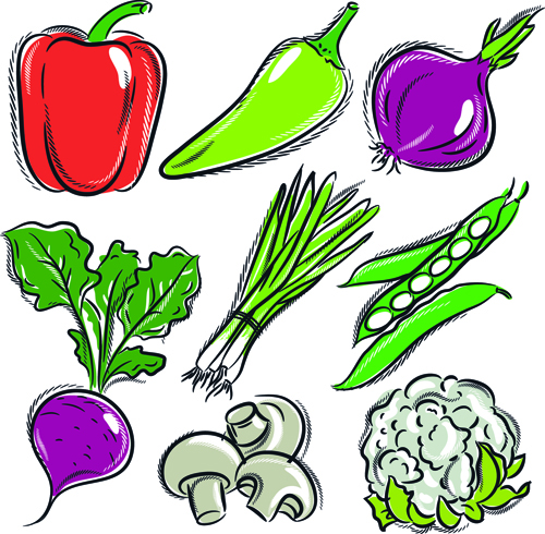 Sortes de main dessin légumes vecteur Set 03 légumes Dessin à la main Dessin   