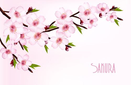 Schöne Sakura-Vektorhintergrintergrafik 02 Vector Background sakura beautiful   