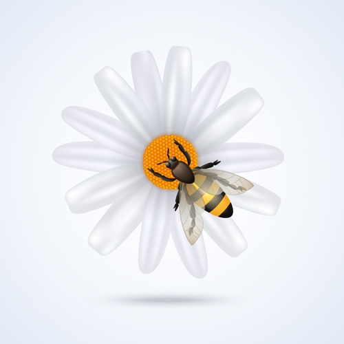Fleur blanche avec le vecteur d’abeille fleur blanc abeille   