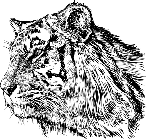 Main dessin tigre vecteur matériel 03 tigre Dessin à la main Dessin   