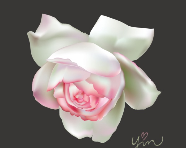 Rosa mit weißer Rose schönen Vektor weiß Schön Rosa   