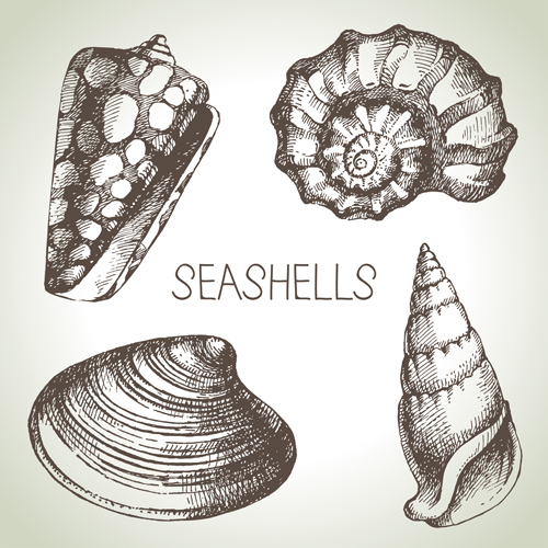 シーシェルのセット手描きベクトル材料01 貝殻 貝 材料 手描き   